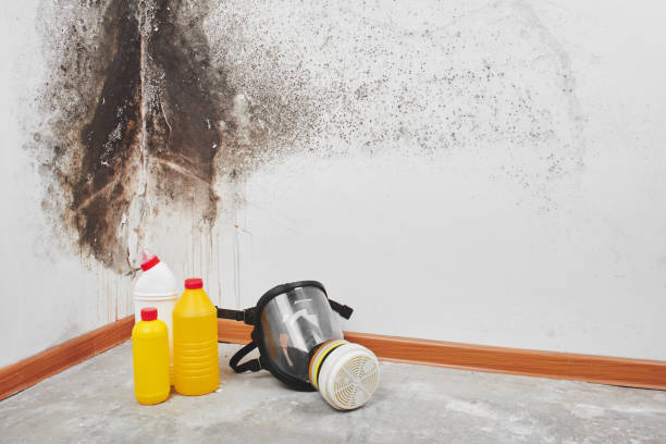 Best Mold Damage Repair  in Spring City, TN