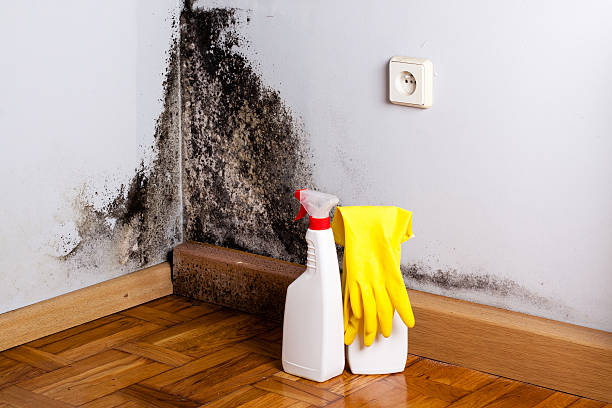 Best Local Mold Removal Service  in Spring City, TN