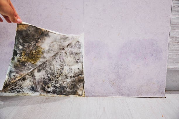 Best Fast Mold Removal  in Spring City, TN